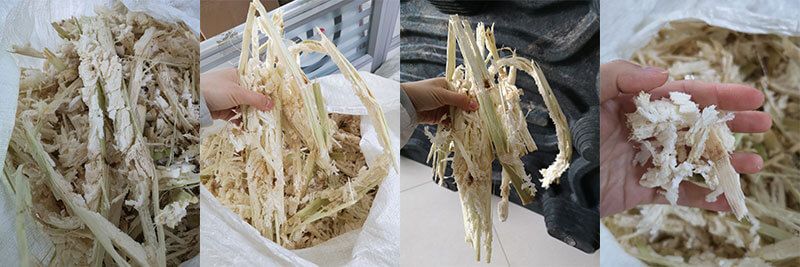 Sugarcane bagasse